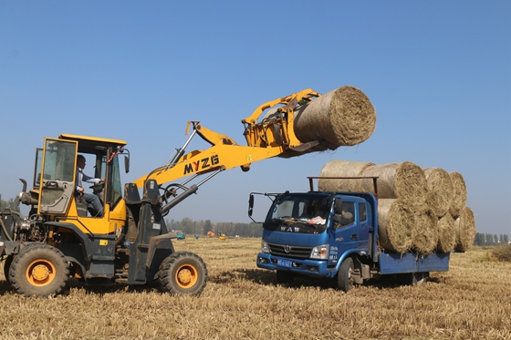 收集稻草變廢為寶